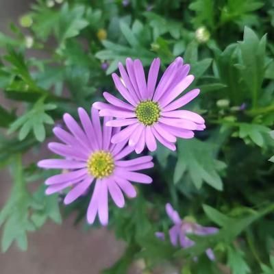 粘鋼加固工程技術(shù)交底（粘鋼加固工程技術(shù)交底是一項重要的施工準備工作準備工作） 結(jié)構(gòu)橋梁鋼結(jié)構(gòu)設(shè)計 第3張