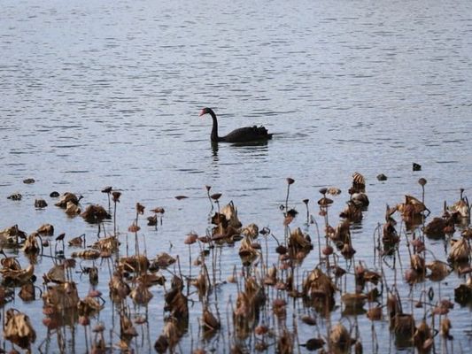 冷庫(kù)工程驗(yàn)收?qǐng)?bào)告范本（冷庫(kù)工程的制冷系統(tǒng)是否具備自動(dòng)化程度高、操作簡(jiǎn)便的特點(diǎn)）