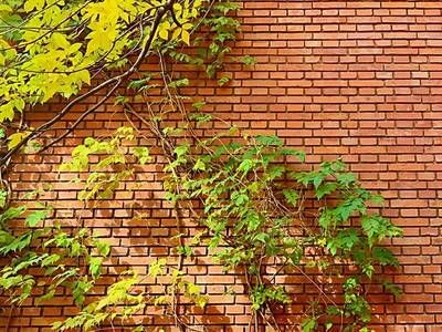 2020年北京紅磚價格(2020年北京紅磚價格對比分析) 建筑消防設計 第4張 2020年北京紅磚價格(2020年北京紅磚價格對比分析) 建筑消防設計 第4張