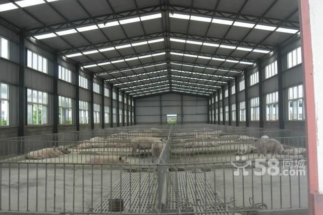 鋼結(jié)構(gòu)中xz是什么意思 全國(guó)鋼結(jié)構(gòu)廠 第2張