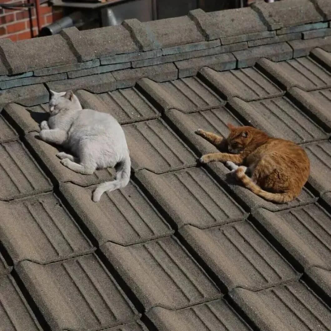 棚頂加固說說文案(關(guān)于棚頂加固的說說文案) 裝飾工裝設(shè)計(jì) 第5張 棚頂加固說說文案(關(guān)于棚頂加固的說說文案) 裝飾工裝設(shè)計(jì) 第5張