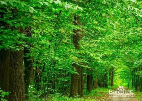 廠房綠化對環(huán)境的具體益處，廠房綠化，多維度剖析其對環(huán)境 行業(yè)新聞 第2張