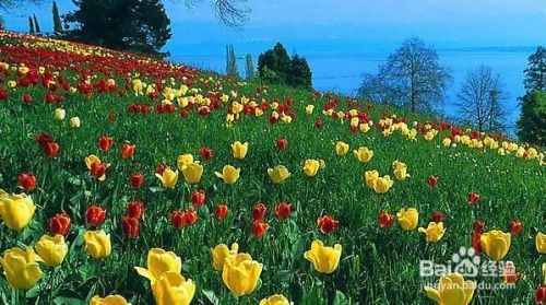 廠房綠化對環(huán)境的具體益處，廠房綠化，多維度剖析其對環(huán)境 行業(yè)新聞 第6張